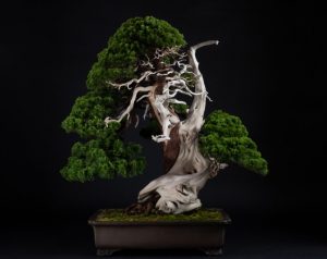奈良の着付け教室【大和美流着物学院】伝統文化未来共創プロジェクトレセプション