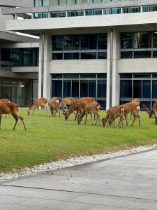 奈良の着付け教室【大和美流着物学院】「燈花会　朝の鹿たち